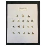 Fossil Shark Teeth