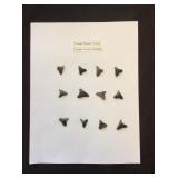 Fossil Shark Teeth
