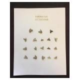 Fossil Shark Teeth