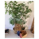 Vase, 2 Ficus Trees, Magazine Rack