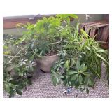 Live Plants And Planters