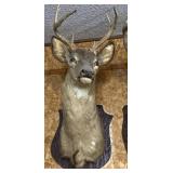 Deer Mount