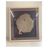 12" GORGONIA COASTAL CORAL SEAFAN FRAMED -