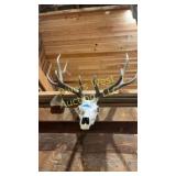 6 point Elk Mount
