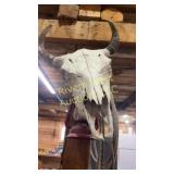 Bison skull