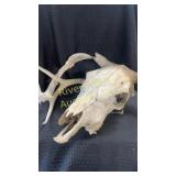 Cow skull and two deer antlers