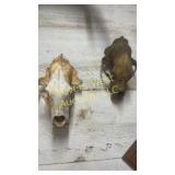 Two bear skulls