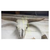 Longhorn skull