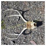 Deer skull
