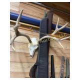 White tail deer Euro mount. 14 1/2ï¿½