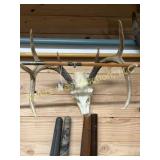 White tail Euro mount. 13 1/4ï¿½