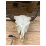 Bison skull taxidermy. 25ï¿½ wide and roughly 18ï¿½