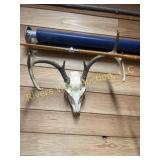 White tail Euro mount. 14 1/4ï¿½