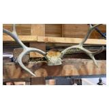 Deer antler mount. 22 1/2'