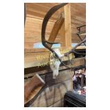 Skull mount. 23 1/2'
