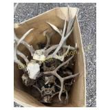 Box of deer, antelope, and deer heads