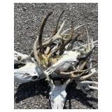 Assortment of elk and deer antlers