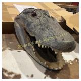 Alligator head mount. 13' from from to back.