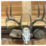 whitetail deer skull mount. 15 1/2'