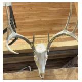 White tail skull mount. 17' at widest point