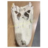 Large alligator skull. 19' long