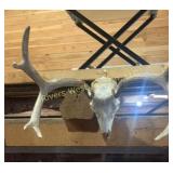 Mule deer skull mount. 19' at widest point