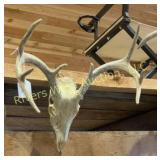 White tail skull mount. 13'