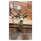 Deer head