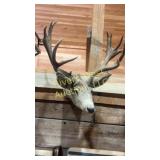 Mule deer head. Minor damage to both ears.