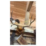 White tail antlers. 23' wide
