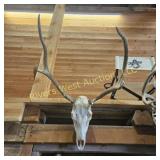 Elk skull mount. 24' at its widest point
