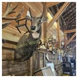 Nilgai shoulder mount (Asian antelope). 16' wide