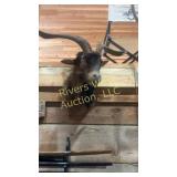 Vintage taxidermy Goat head