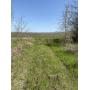 45ac Texas Farmland Acreage near Paris_Horse
