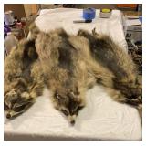 3 Raccoon Hides