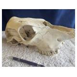 Animal Skull