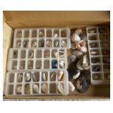 Sea Shells