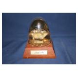 Rattlesnake Head Display