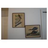 Lot - 2 Audubon prints 'Brown Pelican' 17 1/2' x