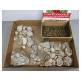 Collected Rocks and Fossils