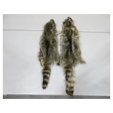Two Raccoon Pelts