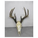 Deer Antlers