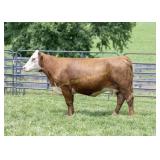MOHICAN ECHO M115J