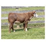 ESF 688 1326 Pablo P692 ET
