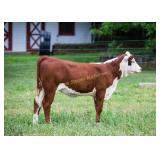JDS REBECCA P3