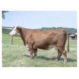 RR 412G 81E KAYLEIGH 38K
