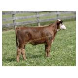ESF J2 21J PRESLEY P721