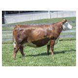 DR NOBLE LADY D367 J01