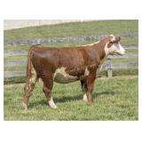 ESF 008X 14U MADISON M623 ET