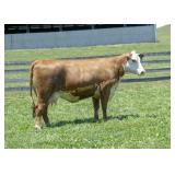 ESF A05X 5020 VICTORIA